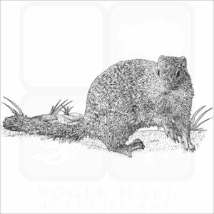 Franklin's Ground Squirrel