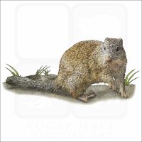 Franklin's Ground Squirrel illustration