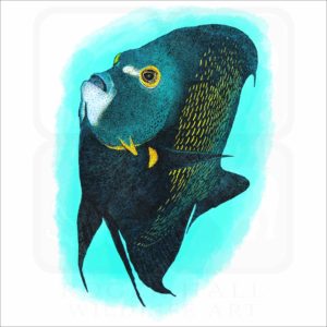 French Angelfish illustration