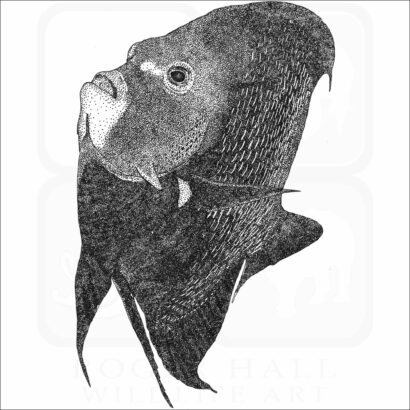 French Angelfish