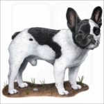 French Bulldog illustration