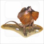Frill-Necked Lizard illustration