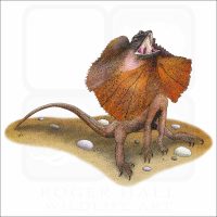 Frill-Necked Lizard illustration