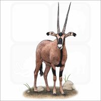 Fringe-Eared Oryx illustration