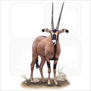 Fringe-Eared Oryx illustration