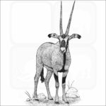 Fringe-Eared Oryx
