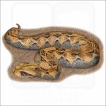 Gaboon Viper illustration