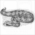 Gaboon Viper