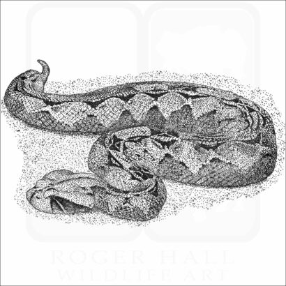 Gaboon Viper