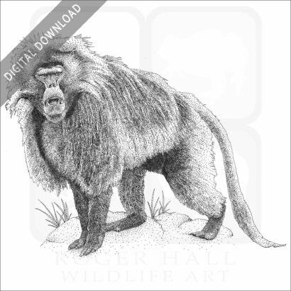 Gelada Baboon