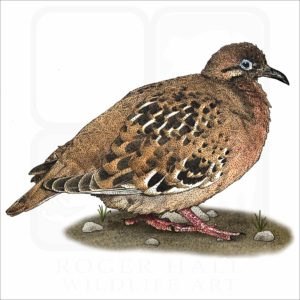 Galapagos Dove illustration