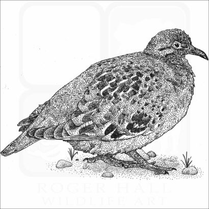 Galapagos Dove