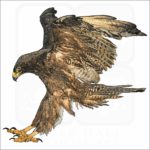 Galapagos Hawk illustration