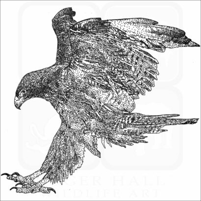 Galapagos Hawk