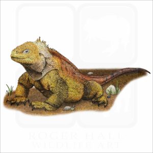 Galapagos Land Iguana illustration
