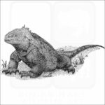 Galapagos Land Iguana
