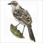 Galapagos Mockingbird illustration