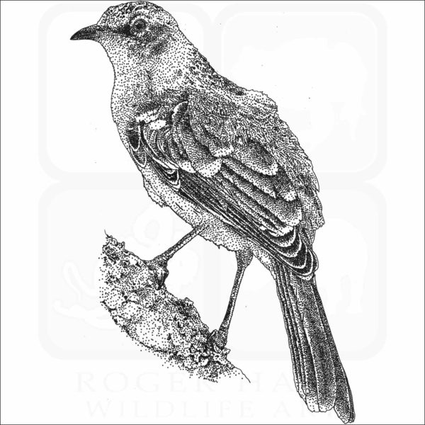 Galapagos Mockingbird