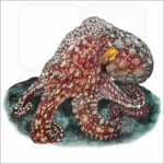 Galapagos Octopus illustration