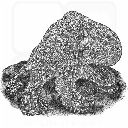 Galapagos Octopus