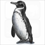 Galapagos Penguin illustration