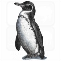 Galapagos Penguin illustration