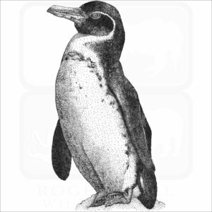 Galapagos Penguin Illustration