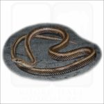 Galapagos Racer illustration