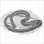 Galapagos Racer