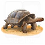 Galapagos Giant Tortoise illustration