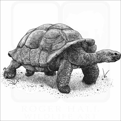 Galapagos Giant Tortoise