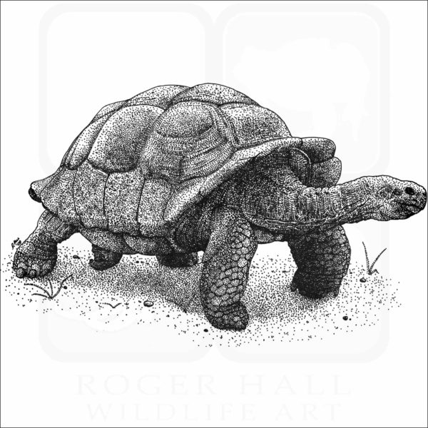 Galapagos Giant Tortoise