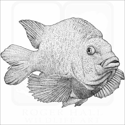 Garibaldi Fish
