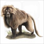Gelada Baboon illustration