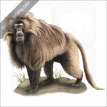 Gelada Baboon stock image