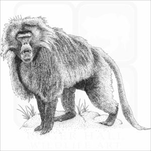 Gelada Baboon