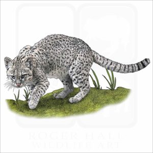 Geoffroy's Cat illustration