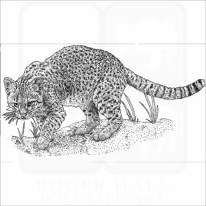 Geoffroy's Cat