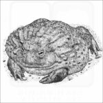 Giant African Bullfrog