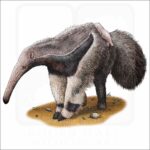 Giant Anteater illustration