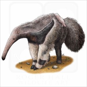 Giant Anteater illustration