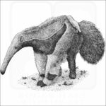 Giant Anteater