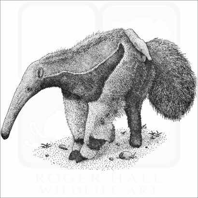 Giant Anteater