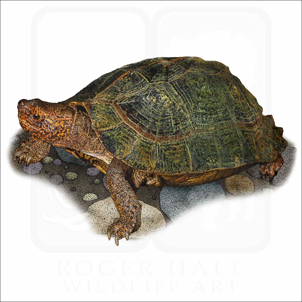 Giant Asian Pond Turtle - Signed Fine Art Print - inkart