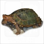 Giant Asian Pond Turtle illustration