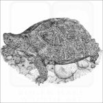 Giant Asian Pond Turtle