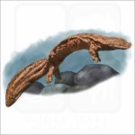 Giant Chinese Salamander illustration