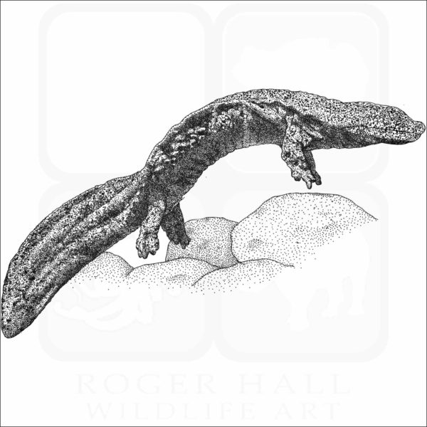 Giant Chinese Salamander