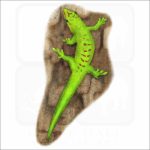 Madagascar Giant Day Gecko illustration
