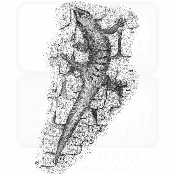 Madagascar Giant Day Gecko